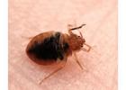 Bed Bug Treatment Services | Truly Nolen India