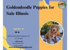 Goldendoodle Puppies for Sale in Illinois at Windy Acres Puppy