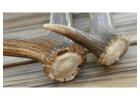 Elk Antlers for Dogs - Quality Chews for Healthy Pets