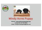 Discover Top Bernese Dog Breeders at Windy Acres Puppy!