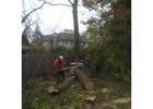 Tree Pruning Sydney