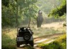 Thrilling Jungle Safari Experience in Rajasthan with Easy Safari Booking