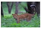 Exciting Wildlife Adventure with Ranakpur Leopard Safari and Jungle Safari Resort