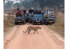 Discover the Thrills of Jawai Leopard Safari and Unique Wildlife Experiences in Rajasthan