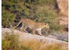 Discover the Majestic Jawai Leopard Hills Safari in Rajasthan