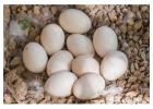 Fertile Parrot Eggs