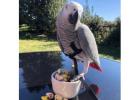 African Grey Parrots For Sale