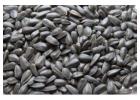 Reliable Sunflower Seeds Supplier for Bulk Needs | Zenith Eclipse