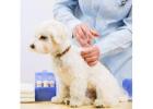 Best Service For Dog Vaccination in Toh Tuck