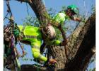 Top Texas Tree Service Company – Expert Care for Your Trees!