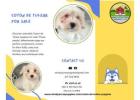 Coton de Tulear Puppies for Sale: Find Your Ideal Companion Today