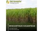 Maximize Land Efficiency with Terravesta’s Miscanthus Giganteus