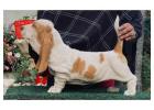 Basset Hound Puppies for Sale in Ghaziabad