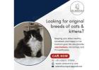 Cat Exotica | Looking for original breeds of cats & kittens