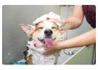 Professional Dog Bath Services in Oviedo