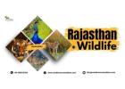 Exploring the Beauty of Rajasthan Wildlife: A Guide to Wildlife Safaris in Winter