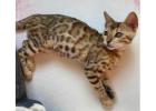 Buy Bengal Kitten Chewbacca