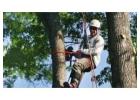 Professional Tree Service in Charlotte, NC – Residential & Commercial