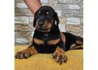 European Doberman Puppies for Sale in Ghaziabad