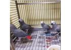 African Grey Parrots: Healthy, Hand-Trained, Affordable Pets