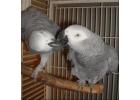 African Grey Parrots: Healthy, Hand-Trained, Affordable Pets