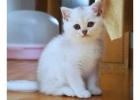 Purchase British Shorthair Cleo