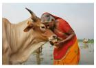 Donate for Gau Seva – Support Cow Welfare & Protection