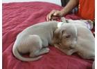 Weimaraner Puppies for Sale in Noida