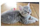 American Shorthair Daisy