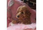 Miniature goldendoodle female puppy