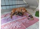 Rhodesian Ridgeback Puppies for Sale in Noida