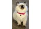  Buy Perfect Ragdoll Kitten Drake