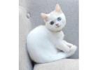 Perfect American Shorthair Ella