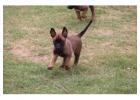 Belgian Malinois Puppies for Sale in Imphal