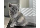 Nice British Shorthair Felix