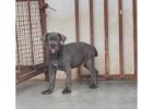 Cane Corso Puppies for Sale in Imphal