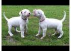 Dogo Argentino Puppies for Sale in Imphal