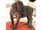 Presa Canario Puppies for Sale in Imphal