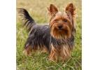 Yorkshire Terrier Puppies for Sale in Imphal