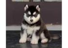 Siberian Husky Puppies for Sale in Imphal