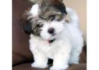 Havanese Puppies for Sale in Imphal