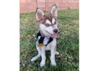 klee kai puppies for sale