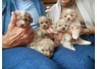 Registered Male and Female Maltipoo Puppies Ready