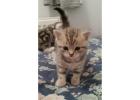 Beautiful American Shorthair Lilli