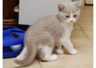 Cute British Shorthair Lucy