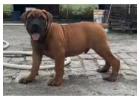 Boerboel Puppies for Sale in Imphal