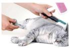 Best Service For Cat Grooming in Hougang