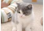  Fantastic British Shorthair Mario