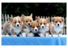 Pembroke Welsh Corgi Puppies for Sale in Meerut