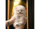 Pomeranian puppy available for sale